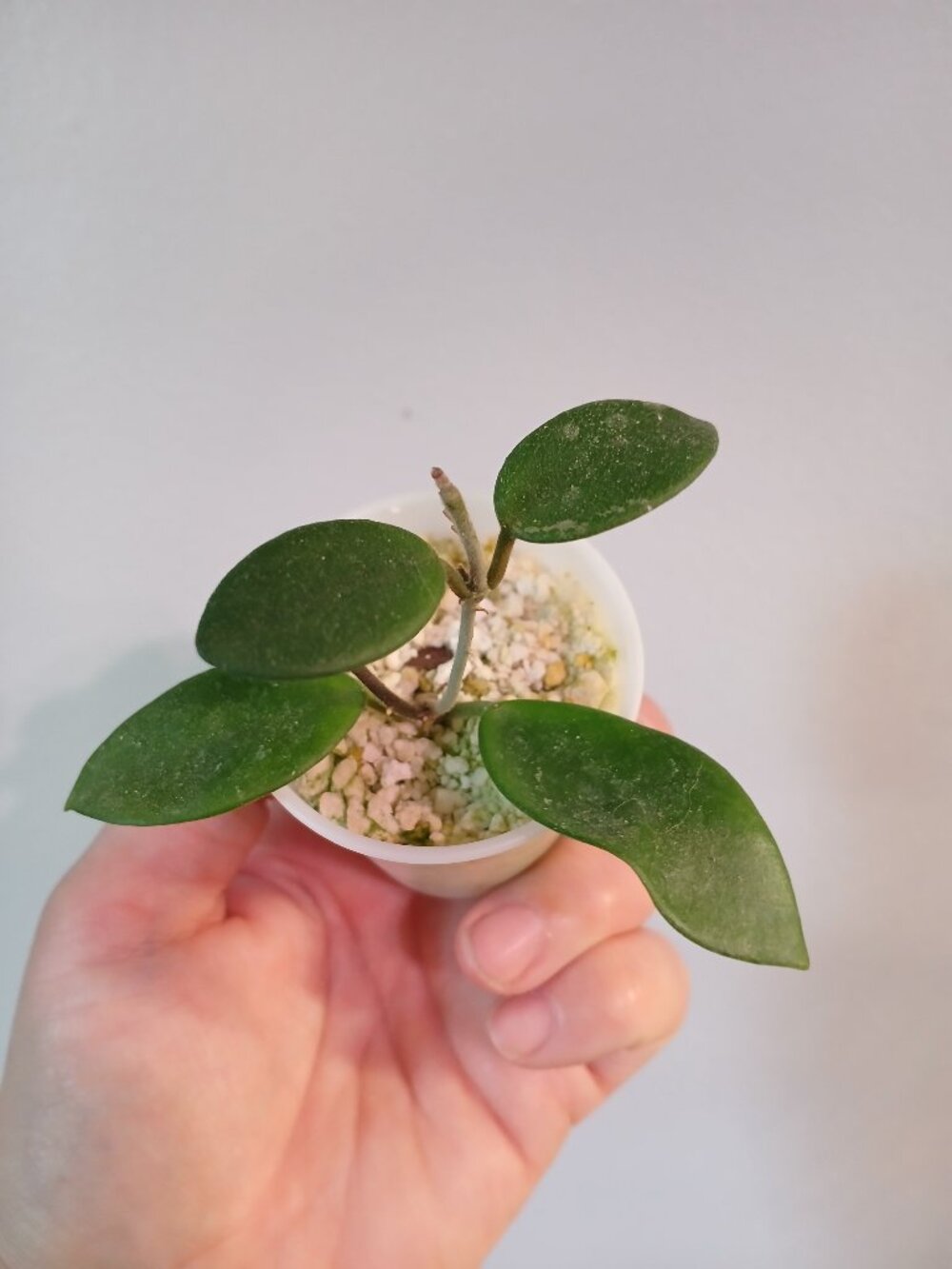 Hoya Chouke Cutting